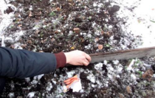 Какие деревья сажают в ноябре. Что посадить в ноябре на даче