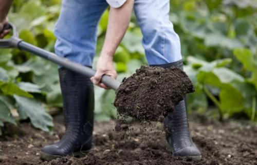 Что посадить осенью из цветов. 12 цветов, которые можно посадить осенью под зиму + Правила посадки