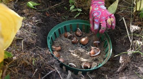 Какие растения сажают осенью на даче под зиму. Что посадить осенью на даче 04