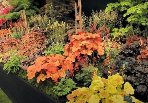 Какие цветы многолетники можно посадить под зиму. Какие многолетники посадить под зиму