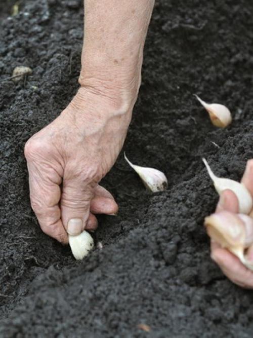 На какую луну можно сажать фруктовые деревья. Лунный календарь со знаками зодиака в огороде: Овен, Телец и Близнецы