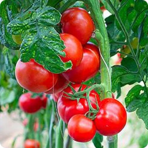 Когда можно сажать огород. ВОПРОСЫ – ОТВЕТЫ