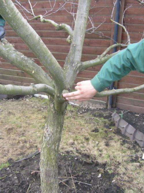 На какую луну можно сажать фруктовые деревья. Лунный календарь со знаками зодиака в огороде: Овен, Телец и Близнецы