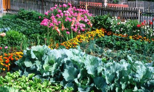 Что можно посадить в открытый грунт. Что вырастить на огороде