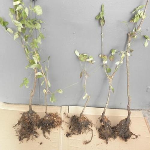 Как правильно сажать плодовые деревья осенью. Какие плодовые деревья и кустарники сажают осенью 04