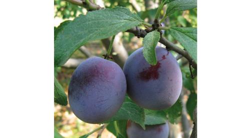 Как правильно сажать плодовые деревья осенью. Какие плодовые деревья и кустарники сажают осенью 21