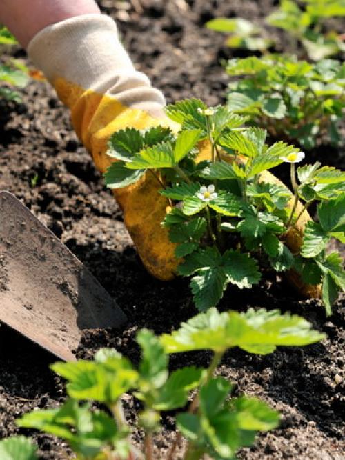 На какую луну можно сажать фруктовые деревья. Лунный календарь со знаками зодиака в огороде: Овен, Телец и Близнецы