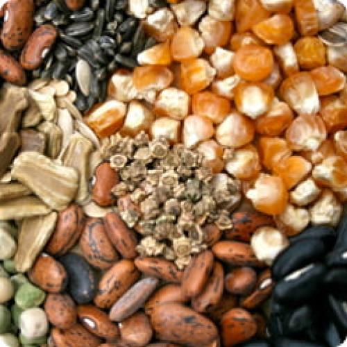 Когда можно сажать огород. ВОПРОСЫ – ОТВЕТЫ