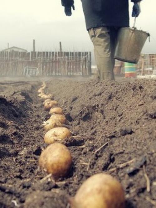 На какую луну можно сажать фруктовые деревья. Лунный календарь со знаками зодиака в огороде: Овен, Телец и Близнецы