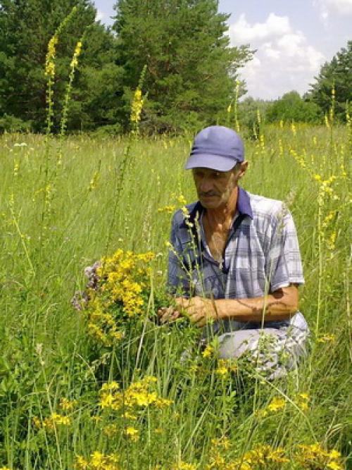 На какую луну можно сажать фруктовые деревья. Лунный календарь со знаками зодиака в огороде: Овен, Телец и Близнецы