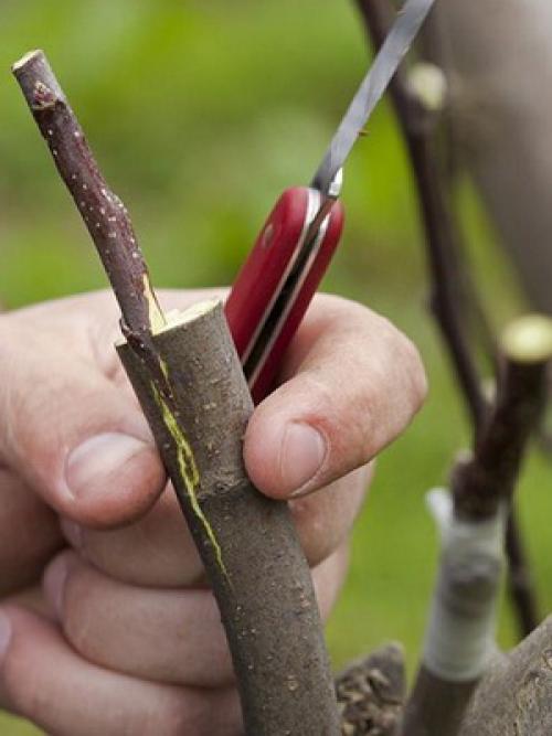 На какую луну можно сажать фруктовые деревья. Лунный календарь со знаками зодиака в огороде: Овен, Телец и Близнецы