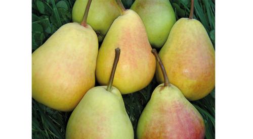 Как правильно сажать плодовые деревья осенью. Какие плодовые деревья и кустарники сажают осенью 20