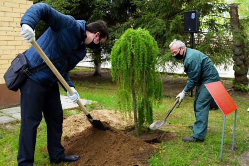 Посадка деревьев осенью. Плюсы и минусы осенней посадки