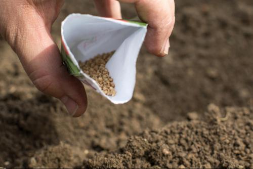 Что можно посадить и посеять осенью в саду и огороде. Сидераты 09