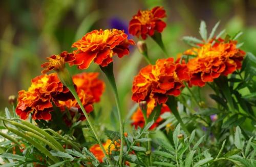 Какие многолетники сажать под зиму. 12 цветов, которые можно посадить осенью под зиму + Правила посадки