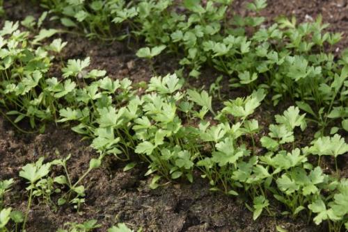 Что сажать в сентябре на даче в открытый грунт. Ещё не поздно: что посадить в сентябре в огороде и на даче