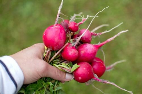 Что сажать в сентябре на даче в открытый грунт. Ещё не поздно: что посадить в сентябре в огороде и на даче