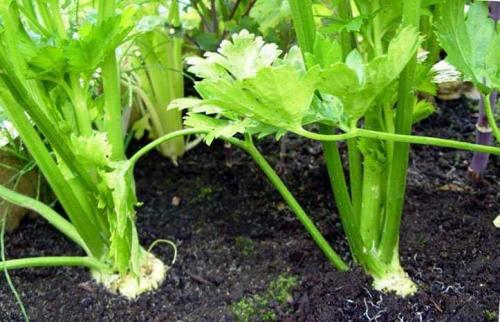 Корневой сельдерей оставить на зиму в земле. Как под зиму сажать сельдерей, чтоб весной витаминный запас получить поскорей