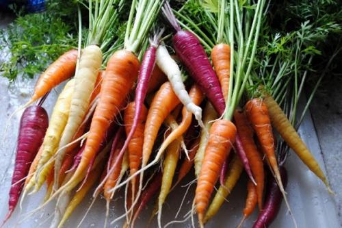 Оранжевая морковь. Почему морковь оранжевая