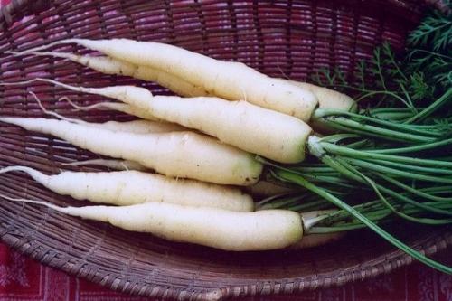 Оранжевая морковь. Почему морковь оранжевая