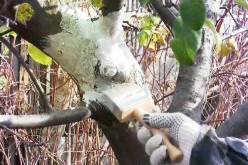 Что посадить в октябре на даче. Дача в октябре: перечень работ, которые можно выполнить самостоятельно