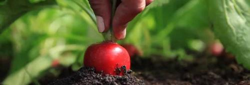 Что посадить под зиму. Корнеплодные культуры