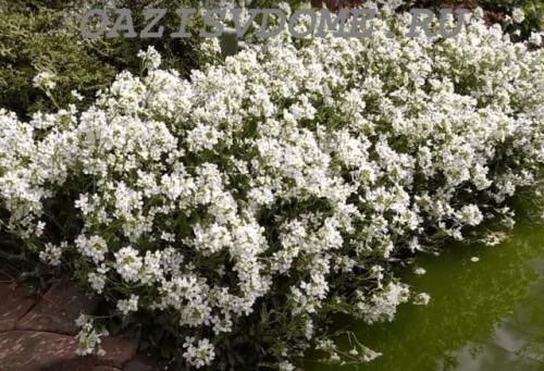 Какие многолетние цветы можно посадить осенью семенами. Какие многолетники посадить под зиму