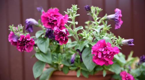 Какие однолетники можно посадить осенью и под зиму. Добавление статьи в новую подборку 31