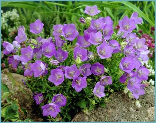 Какие многолетние цветы можно посадить осенью семенами. Какие многолетники посадить под зиму