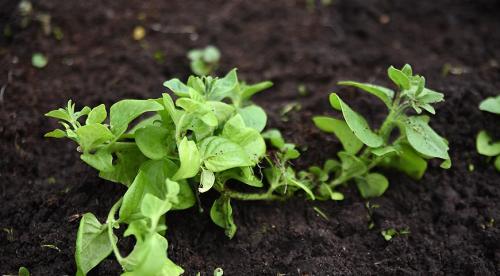 Какие однолетники можно посадить осенью и под зиму. Добавление статьи в новую подборку 29