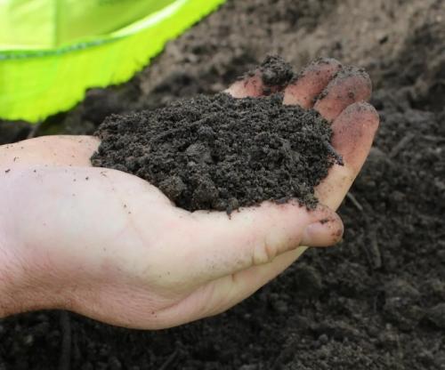 Какие цветы сажают осенью семенами. 12 цветов, которые можно посадить осенью под зиму + Правила посадки