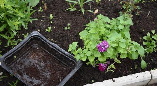 Какие однолетники можно посадить осенью и под зиму. Добавление статьи в новую подборку 28