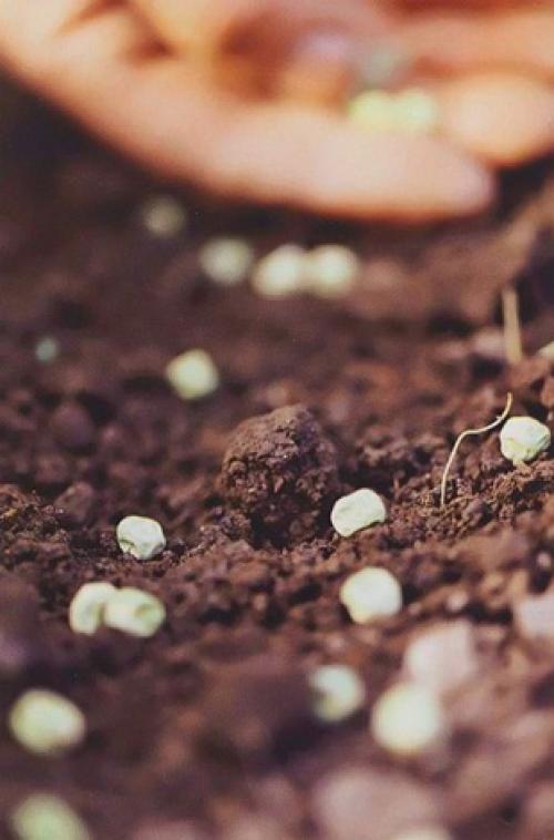 Можно ли сеять львиный зев под зиму. Осенняя посадка однолетников