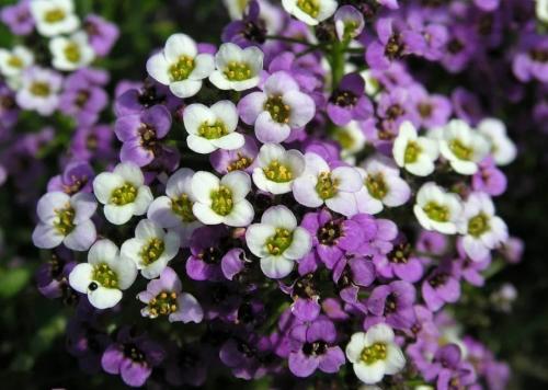 Какие цветы сажают осенью под зиму. 12 цветов, которые можно посадить осенью под зиму + Правила посадки