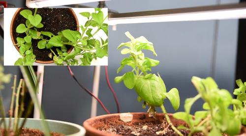 Какие однолетники можно посадить осенью и под зиму. Добавление статьи в новую подборку 26