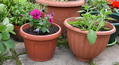 Какие однолетники можно посадить осенью и под зиму. Добавление статьи в новую подборку 30