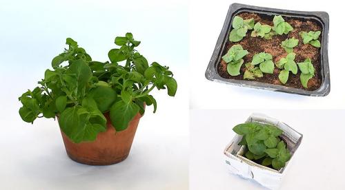 Какие однолетники можно посадить осенью и под зиму. Добавление статьи в новую подборку 27