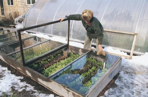 Какие цветы сажают осенью семенами. 12 цветов, которые можно посадить осенью под зиму + Правила посадки