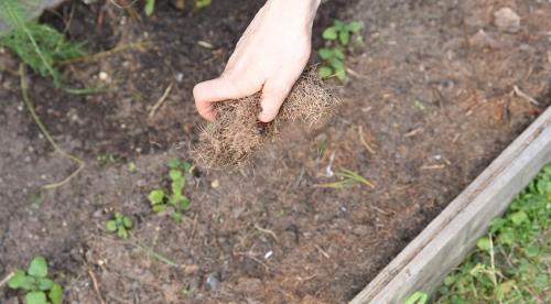 Какие растения сажают осенью на участке. Посадка луковичных растений осенью 09