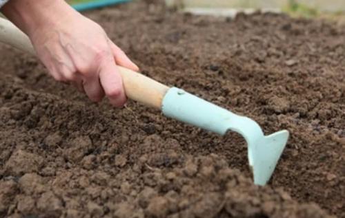 Какие цветы сажают осенью семенами. 12 цветов, которые можно посадить осенью под зиму + Правила посадки