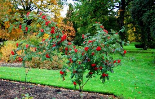 До какой температуры можно сажать деревья. Как правильно сажать деревья осенью: сроки, этапы посадки и разновидности
