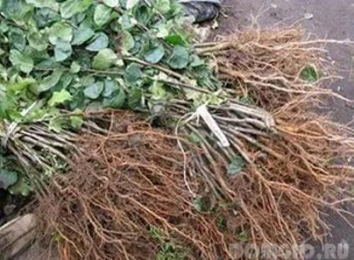 Осенняя посадка деревьев и кустарников. Лайфхаки осенней посадки 04