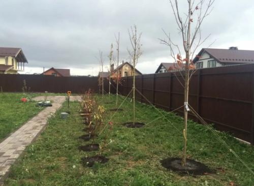 До какой температуры можно сажать деревья. Как правильно сажать деревья осенью: сроки, этапы посадки и разновидности