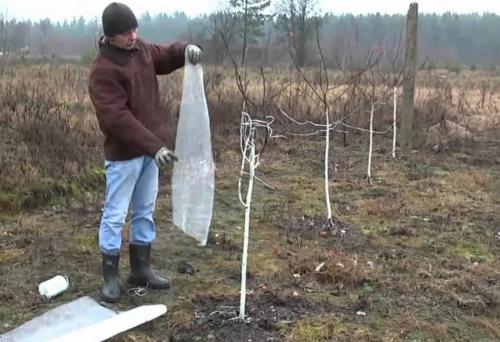 До какой температуры можно сажать деревья. Как правильно сажать деревья осенью: сроки, этапы посадки и разновидности