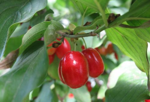 Что можно посадить осенью на огороде. Зелень 08