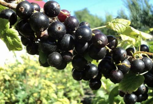 Что можно посадить осенью на огороде. Зелень 07