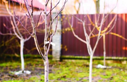 До какой температуры можно сажать деревья. Как правильно сажать деревья осенью: сроки, этапы посадки и разновидности