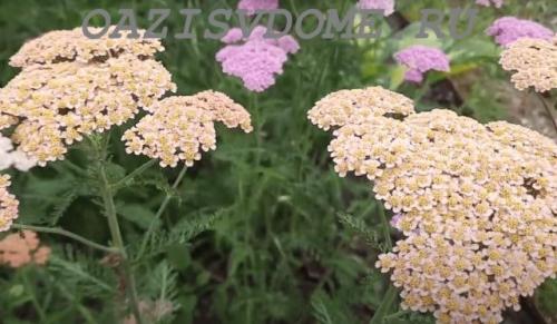 Какие цветы многолетники можно посадить под зиму. Какие многолетники посадить под зиму