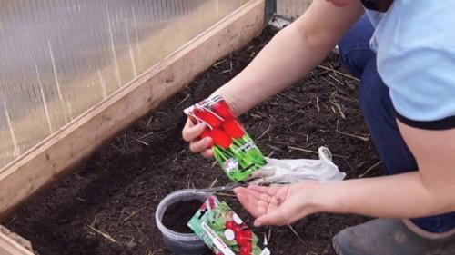 Какие многолетники посадить осенью на даче. Календарь посадок осенью 38