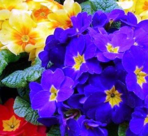 Какие цветы можно посадить и посеять под деревьями осенью. Современный сад: приятное с полезным  04